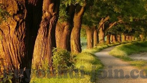 足球什么是比分-足球比分,绿茵场上的数字密码与胜负密码本
